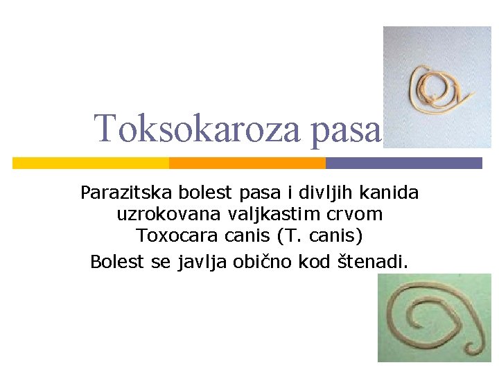 Toksokaroza pasa Parazitska bolest pasa i divljih kanida uzrokovana valjkastim crvom Toxocara canis (T.