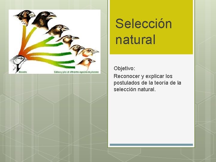 Selección natural Objetivo: Reconocer y explicar los postulados de la teoría de la selección