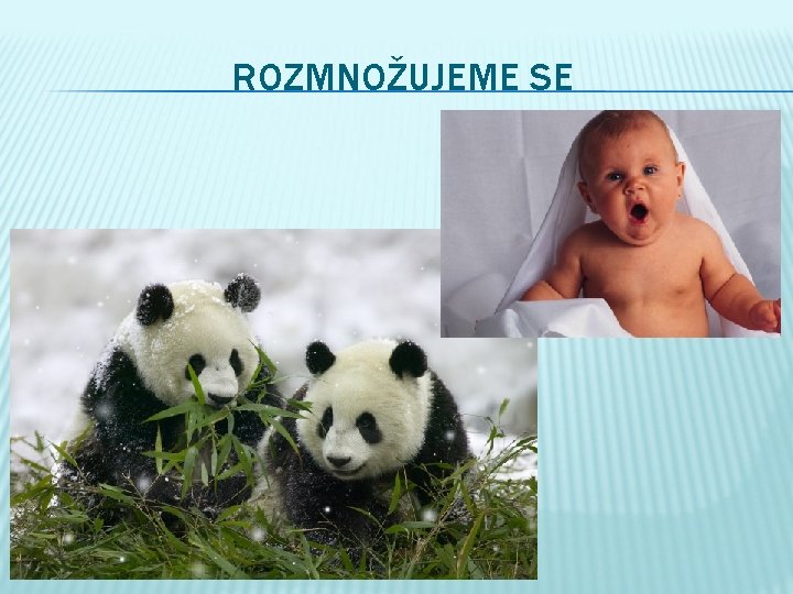 ROZMNOŽUJEME SE 