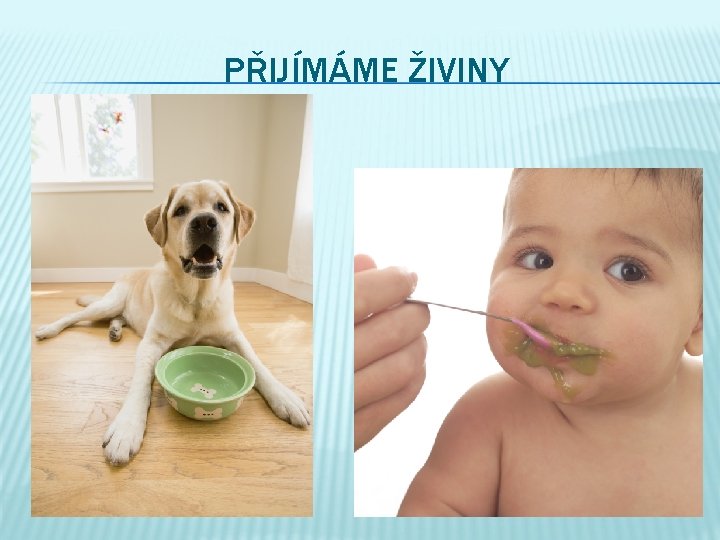PŘIJÍMÁME ŽIVINY 