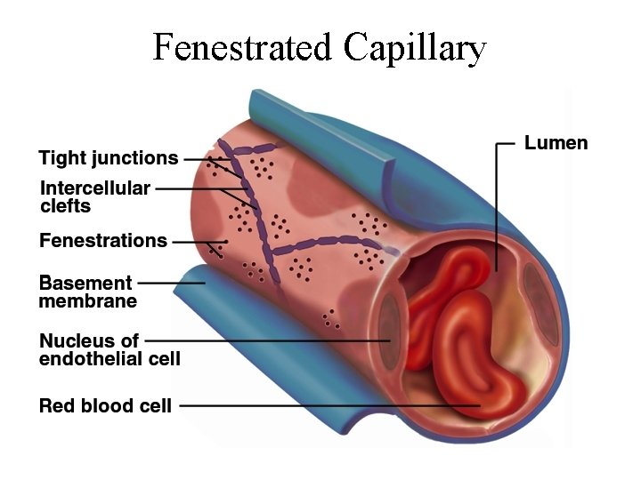 Fenestrated Capillary 