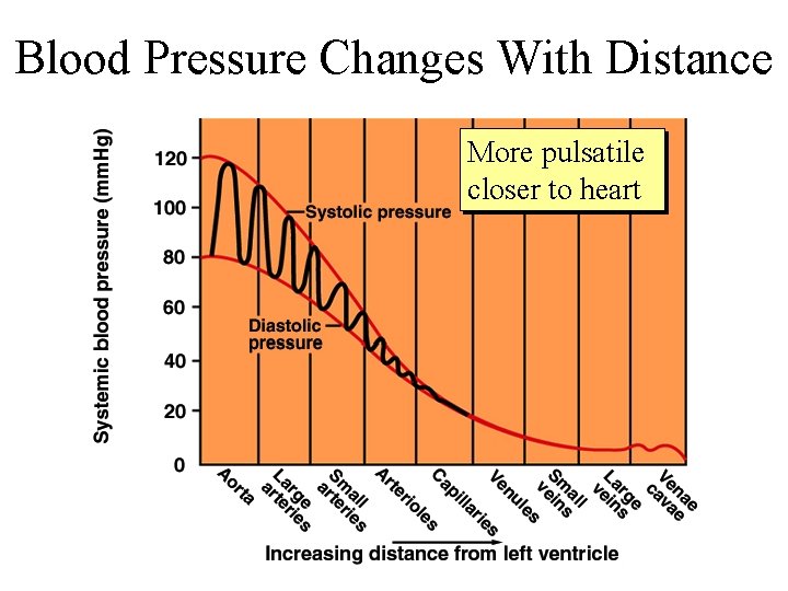 Blood Pressure Changes With Distance More pulsatile closer to heart 