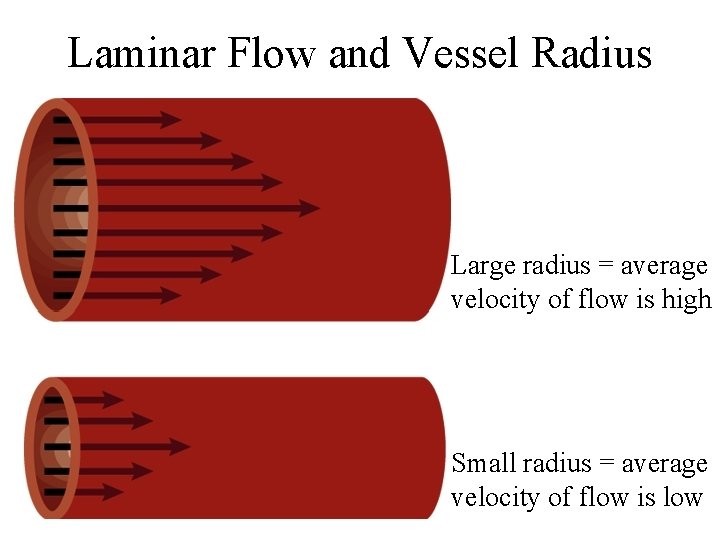 Laminar Flow and Vessel Radius Large radius = average velocity of flow is high