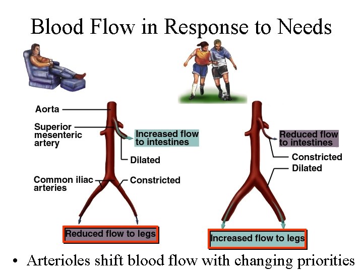 Blood Flow in Response to Needs • Arterioles shift blood flow with changing priorities