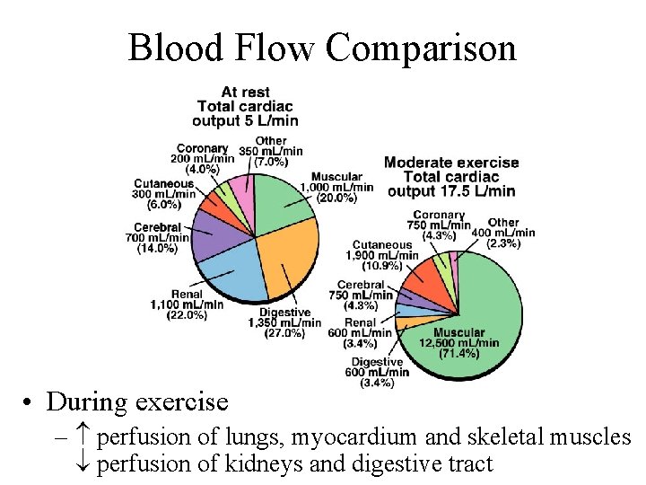 Blood Flow Comparison • During exercise – perfusion of lungs, myocardium and skeletal muscles