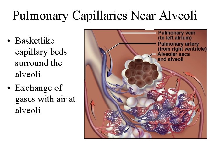 Pulmonary Capillaries Near Alveoli • Basketlike capillary beds surround the alveoli • Exchange of