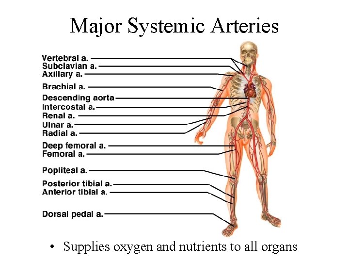 Major Systemic Arteries • Supplies oxygen and nutrients to all organs 