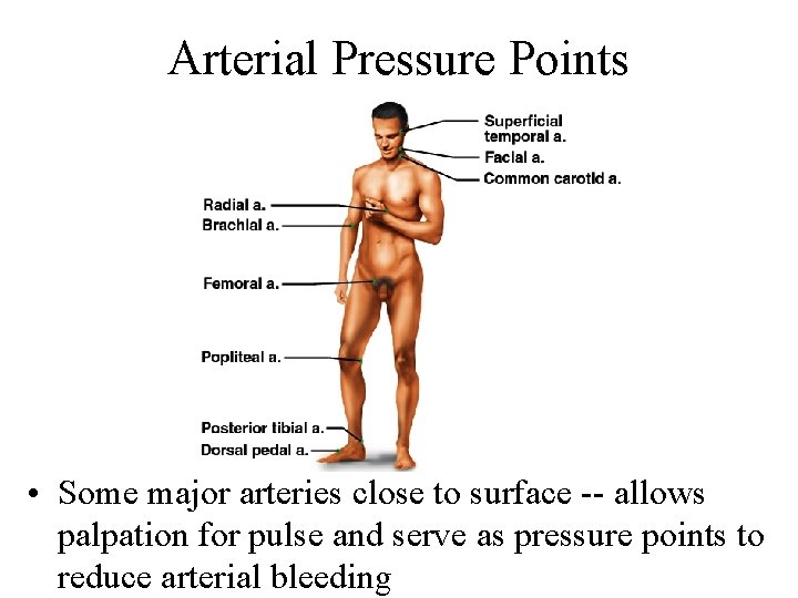 Arterial Pressure Points • Some major arteries close to surface -- allows palpation for