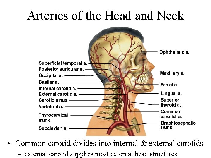 Arteries of the Head and Neck • Common carotid divides into internal & external