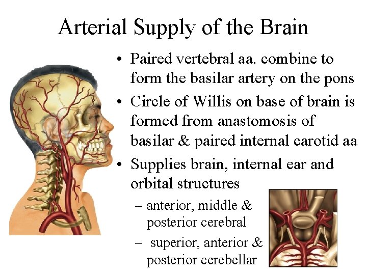 Arterial Supply of the Brain • Paired vertebral aa. combine to form the basilar