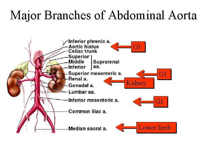 Major Branches of Abdominal Aorta GI GI Kidney GI Lower limb 