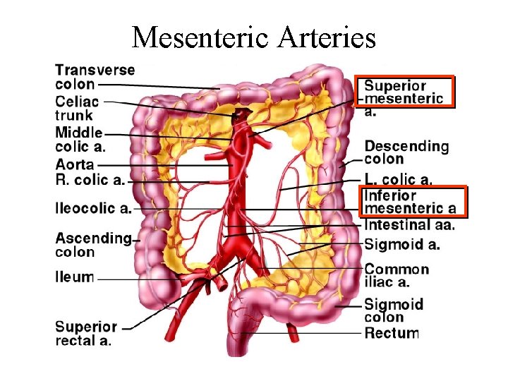 Mesenteric Arteries 