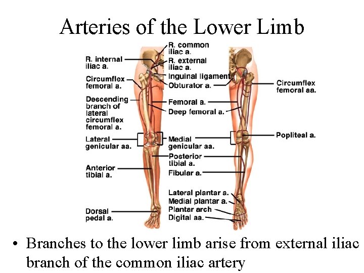 Arteries of the Lower Limb • Branches to the lower limb arise from external