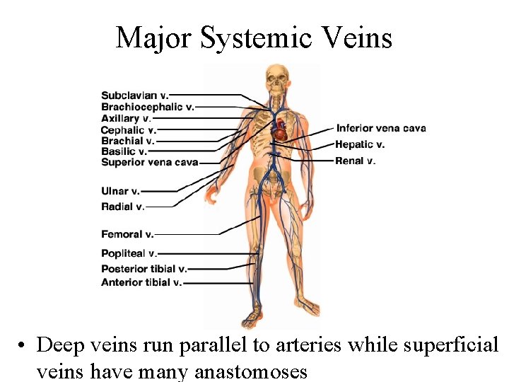 Major Systemic Veins • Deep veins run parallel to arteries while superficial veins have