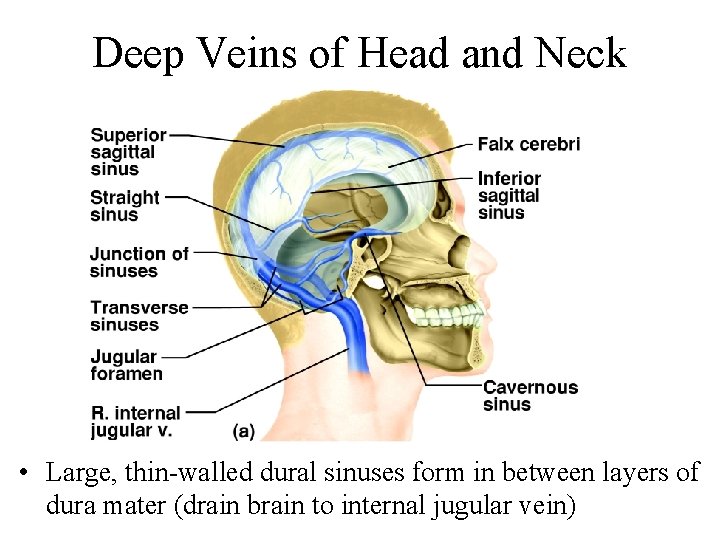 Deep Veins of Head and Neck • Large, thin-walled dural sinuses form in between