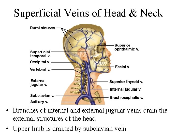 Superficial Veins of Head & Neck • Branches of internal and external jugular veins