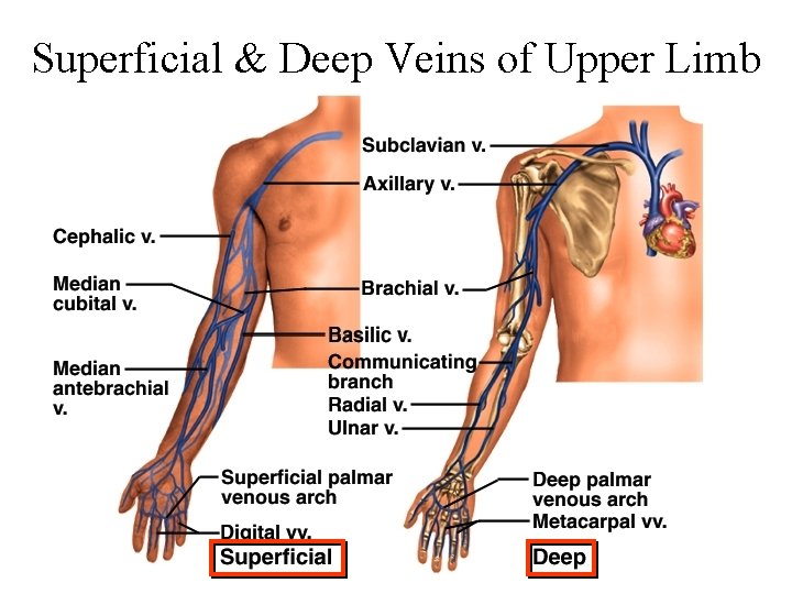 Superficial & Deep Veins of Upper Limb 