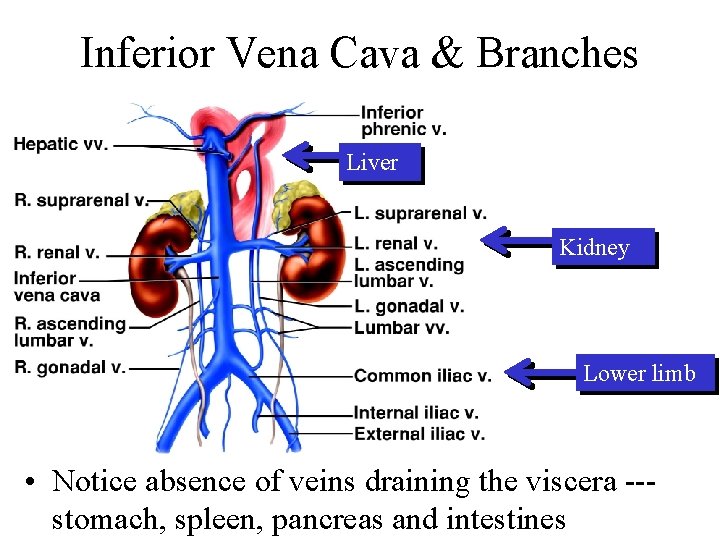 Inferior Vena Cava & Branches Liver Kidney Lower limb • Notice absence of veins