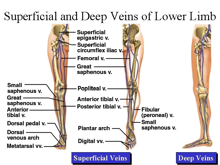 Superficial and Deep Veins of Lower Limb Superficial Veins Deep Veins 