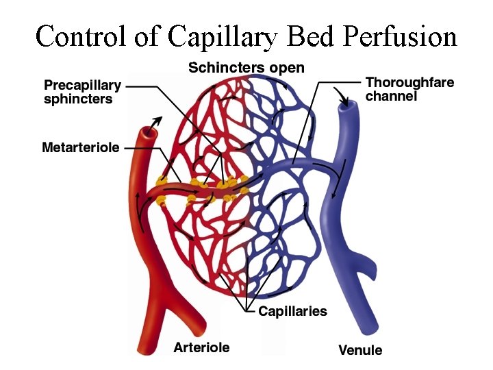 Control of Capillary Bed Perfusion 