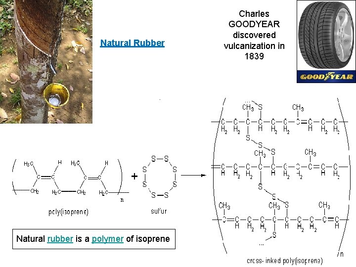 Natural Rubber Natural rubber is a polymer of isoprene Charles GOODYEAR discovered vulcanization in