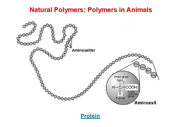 Natural Polymers: Polymers in Animals Protein 