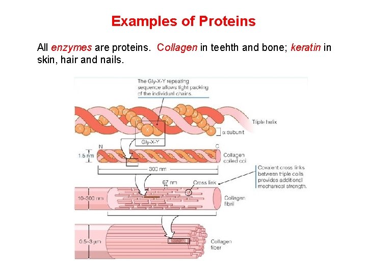 Examples of Proteins All enzymes are proteins. Collagen in teehth and bone; keratin in