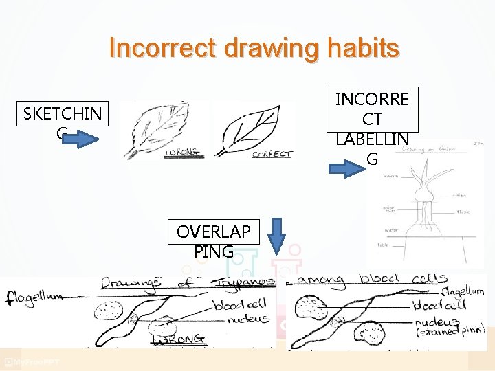 Incorrect drawing habits INCORRE CT LABELLIN G SKETCHIN G OVERLAP PING Incorrect drawing habits INCORRE CT LABELLIN G SKETCHIN G OVERLAP PING