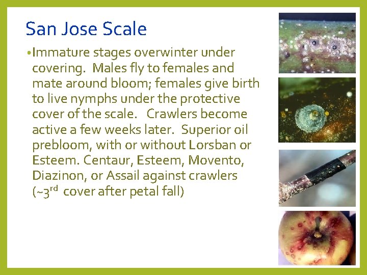 San Jose Scale • Immature stages overwinter under covering. Males fly to females and San Jose Scale • Immature stages overwinter under covering. Males fly to females and