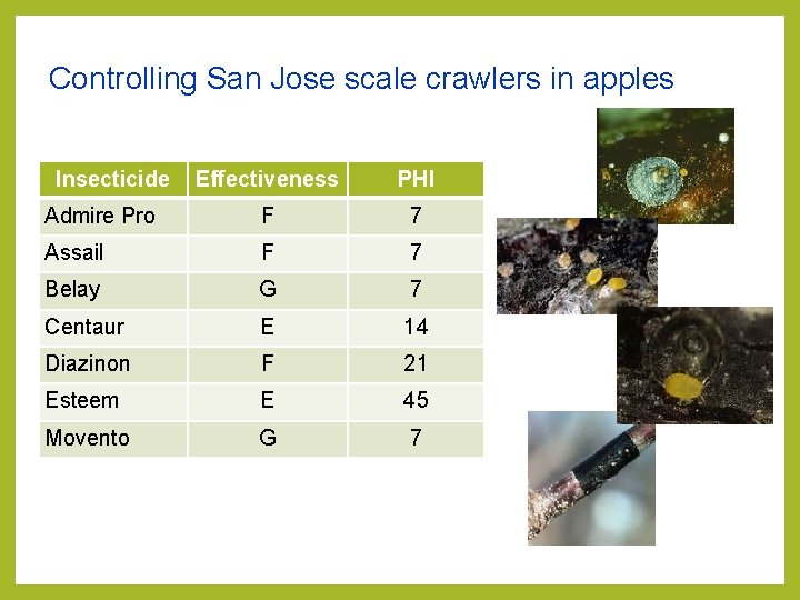 Controlling San Jose scale crawlers in apples Insecticide Effectiveness PHI Admire Pro F 7 Controlling San Jose scale crawlers in apples Insecticide Effectiveness PHI Admire Pro F 7