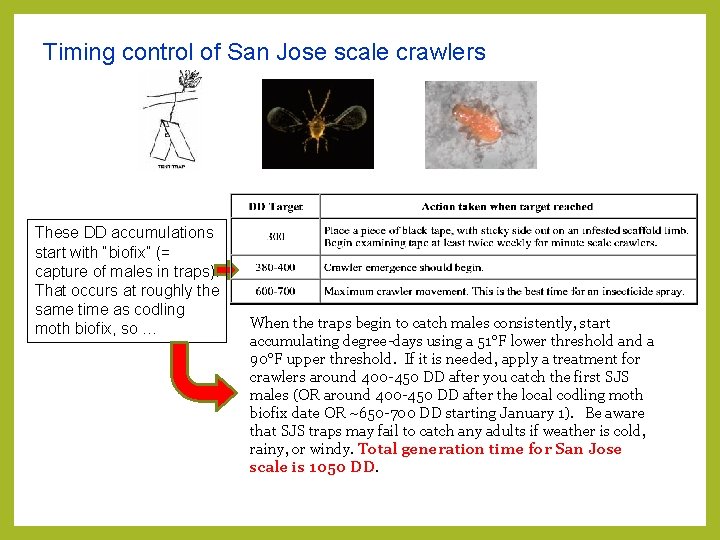 Timing control of San Jose scale crawlers These DD accumulations start with “biofix” (= Timing control of San Jose scale crawlers These DD accumulations start with “biofix” (=