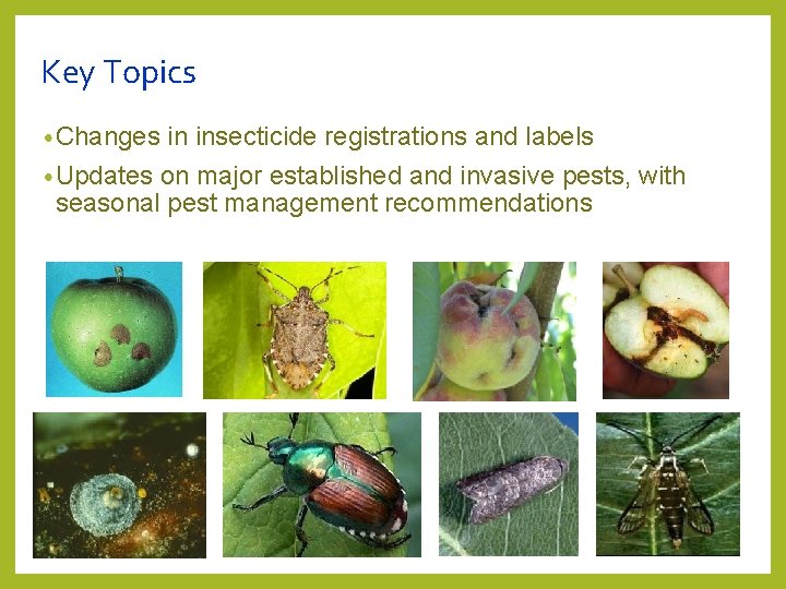 Key Topics • Changes in insecticide registrations and labels • Updates on major established Key Topics • Changes in insecticide registrations and labels • Updates on major established