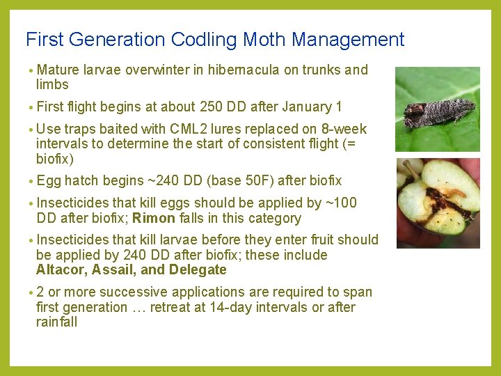 First Generation Codling Moth Management • Mature limbs • First larvae overwinter in hibernacula First Generation Codling Moth Management • Mature limbs • First larvae overwinter in hibernacula