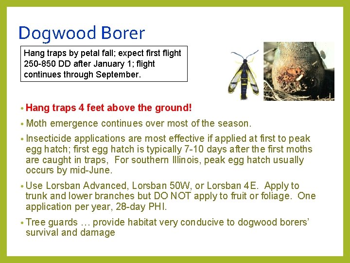 Dogwood Borer Hang traps by petal fall; expect first flight 250 -850 DD after Dogwood Borer Hang traps by petal fall; expect first flight 250 -850 DD after