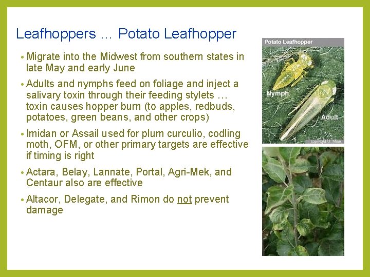 Leafhoppers … Potato Leafhopper • Migrate into the Midwest from southern states in late Leafhoppers … Potato Leafhopper • Migrate into the Midwest from southern states in late