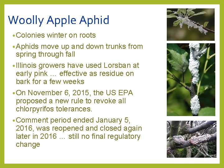 Woolly Apple Aphid • Colonies winter on roots • Aphids move up and down Woolly Apple Aphid • Colonies winter on roots • Aphids move up and down