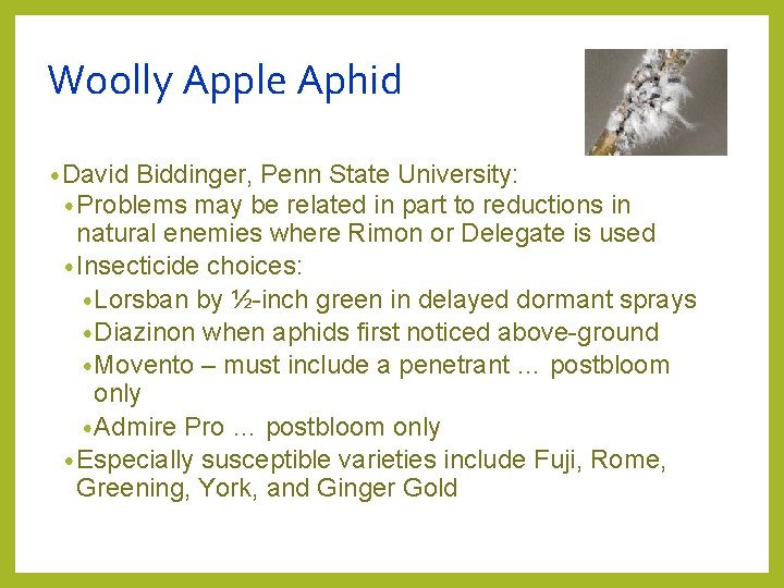 Woolly Apple Aphid • David Biddinger, Penn State University: • Problems may be related Woolly Apple Aphid • David Biddinger, Penn State University: • Problems may be related