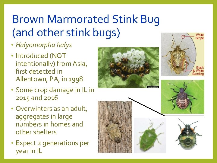 Brown Marmorated Stink Bug (and other stink bugs) • • • Halyomorpha halys Introduced Brown Marmorated Stink Bug (and other stink bugs) • • • Halyomorpha halys Introduced