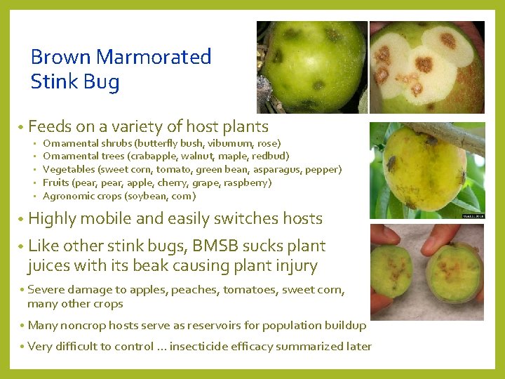 Brown Marmorated Stink Bug • Feeds on a variety of host plants • • Brown Marmorated Stink Bug • Feeds on a variety of host plants • •