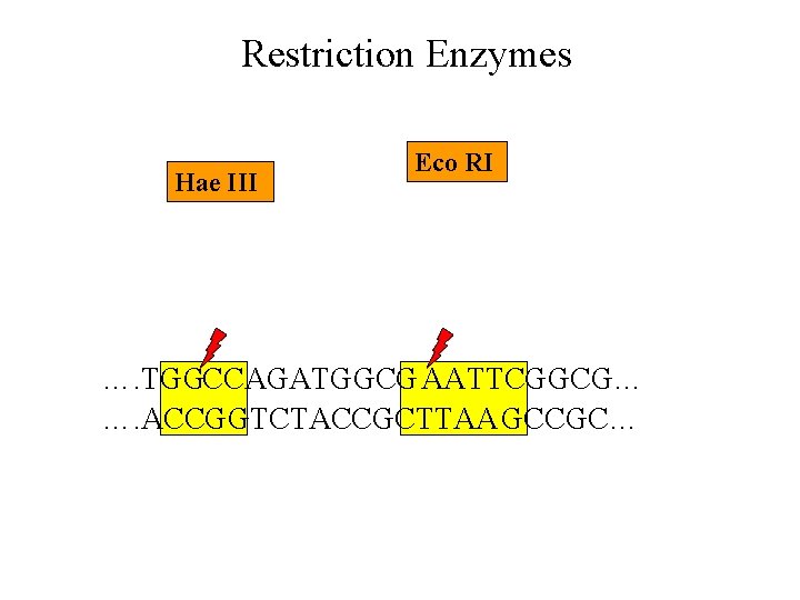 Restriction Enzymes Hae III Eco RI …. TGGCCAGATGGCG AATTCGGCG… …. ACCGGTCTACCGCTTAA GCCGC… 