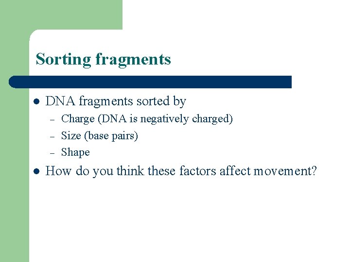 Sorting fragments l DNA fragments sorted by – – – l Charge (DNA is