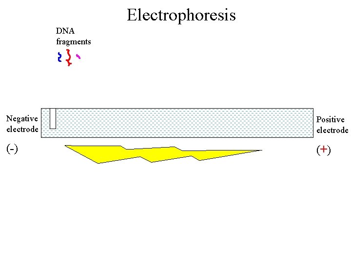 Electrophoresis DNA fragments Negative electrode Positive electrode (-) (+) 