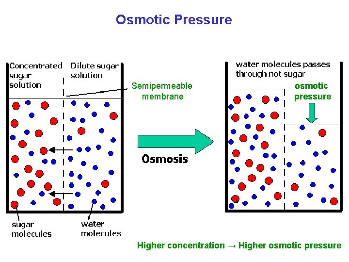 Osmotic Pressure Semipermeable membrane osmotic pressure Higher concentration → Higher osmotic pressure 