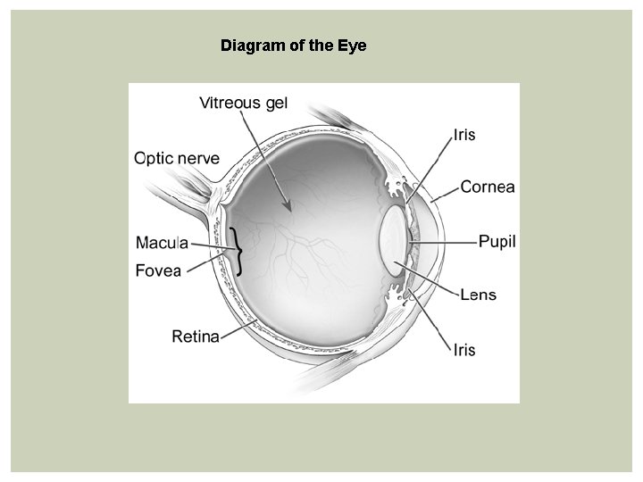 Diagram of the Eye 