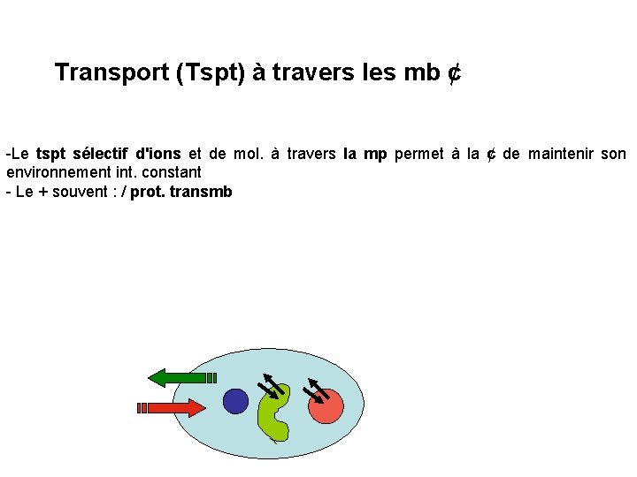 Transport (Tspt) à travers les mb ¢ -Le tspt sélectif d'ions et de mol.