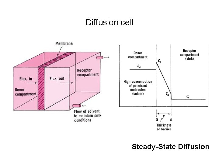 Diffusion cell Steady-State Diffusion 