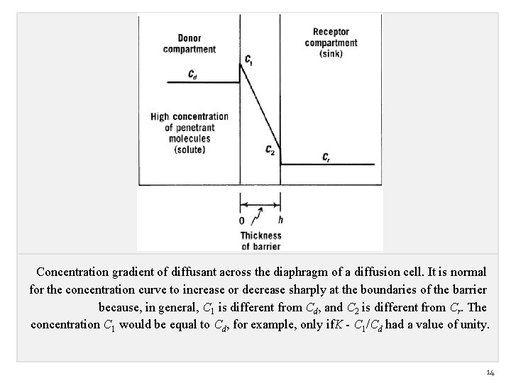 Concentration gradient of diffusant across the diaphragm of a diffusion cell. It is normal