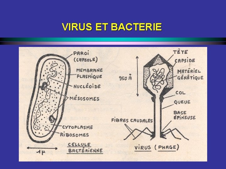 VIRUS ET BACTERIE 