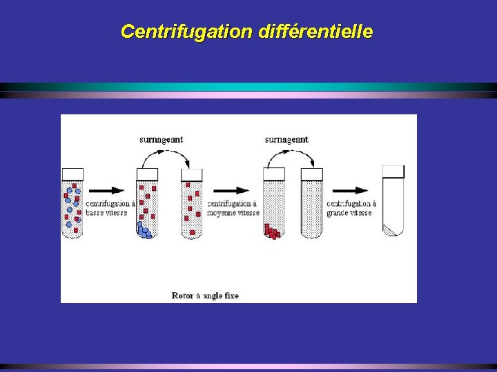 Centrifugation différentielle 