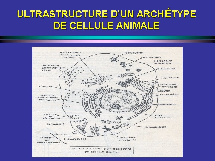 ULTRASTRUCTURE D’UN ARCHÉTYPE DE CELLULE ANIMALE 